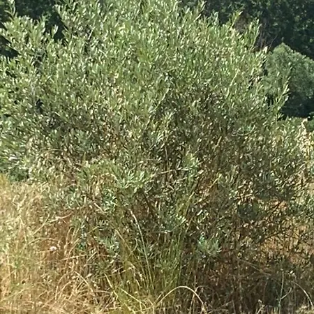 דירה Domaine Le Commandaire *